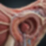 Detailed illustration of adrenal gland anatomy