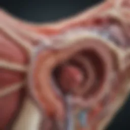 Detailed illustration of adrenal gland anatomy