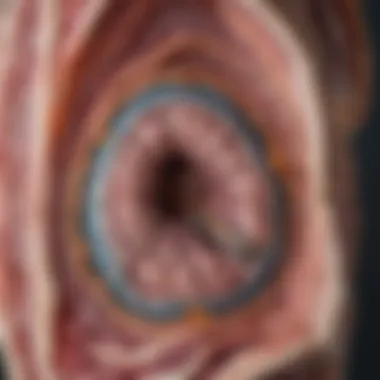 Anatomy of the Calvarial Region Illustration of the anatomy of the calvarial region highlighting meningeal layers