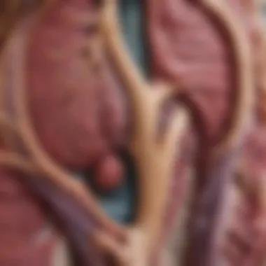 Anatomy of the Pancreas Illustration depicting the anatomical structure of the pancreas