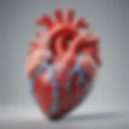 Illustration of heart anatomy highlighting the left ventricle