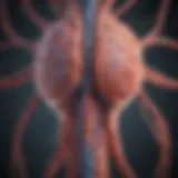An illustration showcasing the neurological pathways affected by hemi paresis