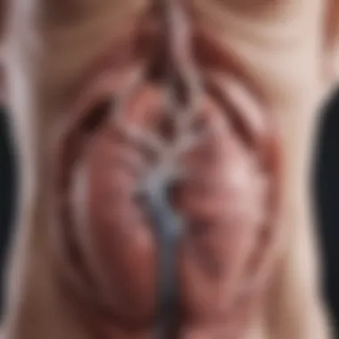 Symptoms of Renal Insufficiency Diagram illustrating symptoms of renal insufficiency
