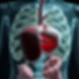 Anatomical illustration of the spleen and surrounding organs