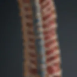 Illustration depicting the spine and its anatomical structure.