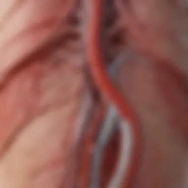 Diagram illustrating the pathophysiological mechanisms of stomach aorta calcification