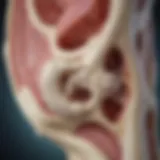 Diagram illustrating the structure of subchondral bone and cartilage interactions