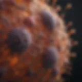 Cellular structure of Acute Myeloid Leukemia