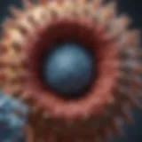 HPV Virus Structure