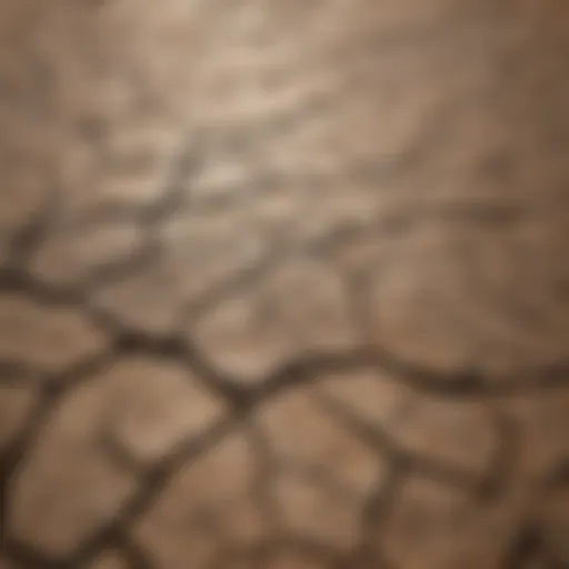 A cracked earth landscape signifying drought and water scarcity