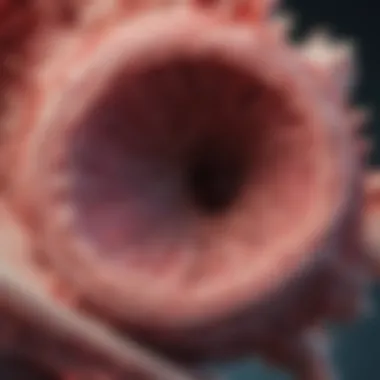 Histological Representation of Endometrial Tissue Histological representation of endometrial tissue