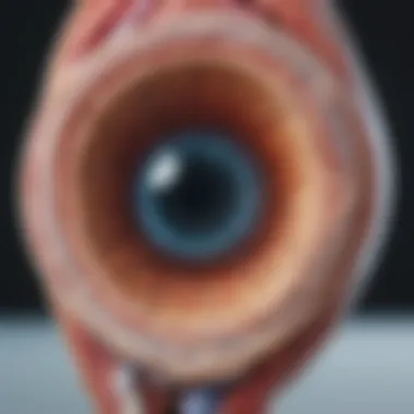 Detailed diagram of retinal anatomy highlighting major cell types and layers.