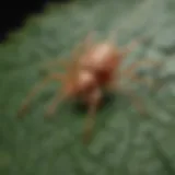 Close-up view of a two-spotted spider mite on a leaf