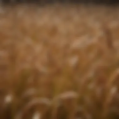 Close-up of upland rice seeds exhibiting genetic diversity