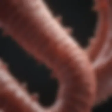Diagnostic Methods for Viral Colitis Visual representation of diagnostic methods for viral colitis