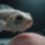Zebrafish under a microscope showing tumor growth