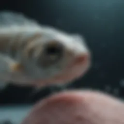 Zebrafish under a microscope showing tumor growth